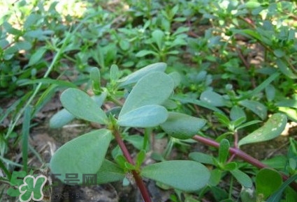 馬蜂菜有毒嗎？馬蜂菜有什么好處