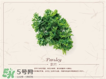 歐芹是什么?歐芹是不是西芹?