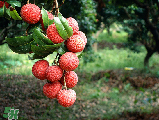 8月份還有荔枝嗎？荔枝幾月份下市？