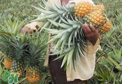 金菠蘿是鳳梨嗎？金菠蘿與普通菠蘿區別