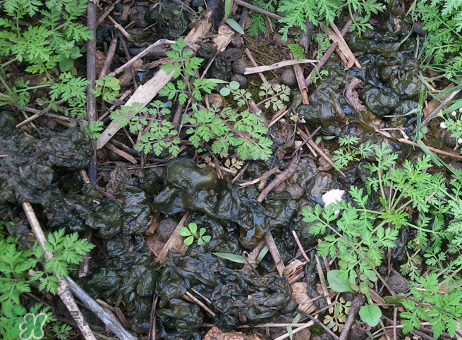 孕婦能吃地耳菜嗎？寶寶能吃地耳菜嗎？