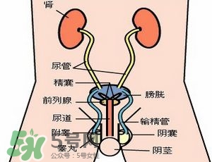 腎結(jié)石怎么治最好？腎結(jié)石的醫(yī)治方法