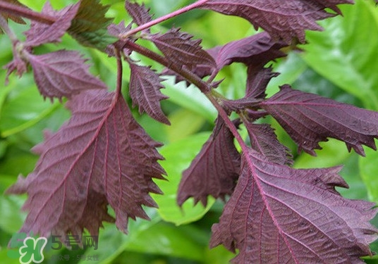 紫蘇是什么植物？紫蘇是發(fā)物嗎？