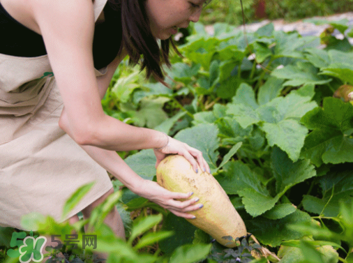 入伏種什么菜？入伏適合種哪些蔬菜？