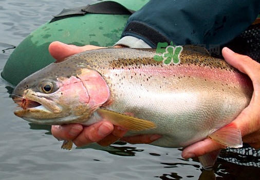 鱒魚可以生吃嗎？鱒魚是海魚還是淡水魚