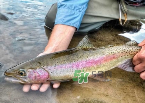 鱒魚可以生吃嗎？鱒魚是海魚還是淡水魚