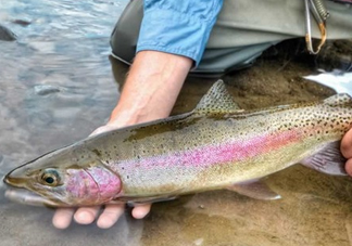 鱒魚可以生吃嗎？鱒魚是海魚還是淡水魚