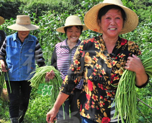 九月份可以種什么蔬菜？九月份適合種植什么蔬菜？