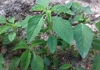 野莧菜孕婦能吃嗎？莧菜和野莧菜的區別