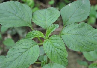 野莧菜有刺嗎？野莧菜和刺莧菜一樣嗎