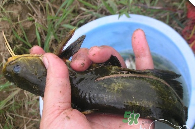 黃刺魚(yú)什么天氣好釣？黃刺魚(yú)釣魚(yú)最佳時(shí)間