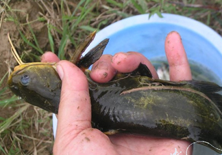 黃刺魚死了能吃嗎？黃刺魚不能與什么同食