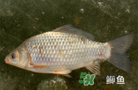 鰣魚和響魚是兩種魚嗎？鰣魚和鯽魚的區別