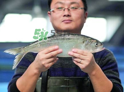 鰣魚與香魚怎么區分？鰣魚與香魚的區別