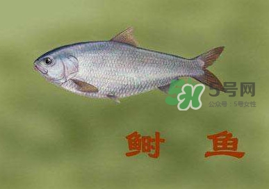 鰣魚和響魚是兩種魚嗎？鰣魚和鯽魚的區別