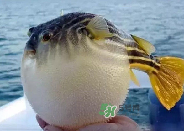 河豚魚是海鮮嗎？河豚魚是淡水魚嗎