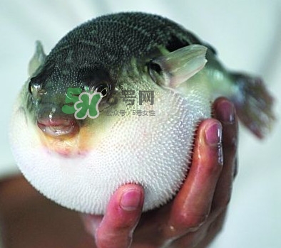 鰣魚和刀魚哪個貴？長江三鮮哪個最貴