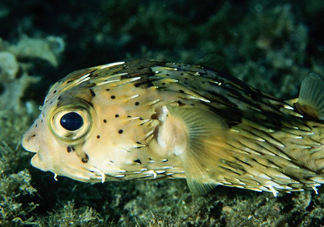 河豚魚是發物嗎？河豚魚為什么有毒