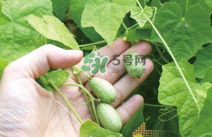 拇指西瓜什么時候種植最好？拇指西瓜哪里可以買到