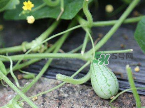 拇指西瓜什么時候種植最好？拇指西瓜哪里可以買到