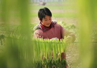 貢菜怎么保存？曬干的貢菜怎么泡發