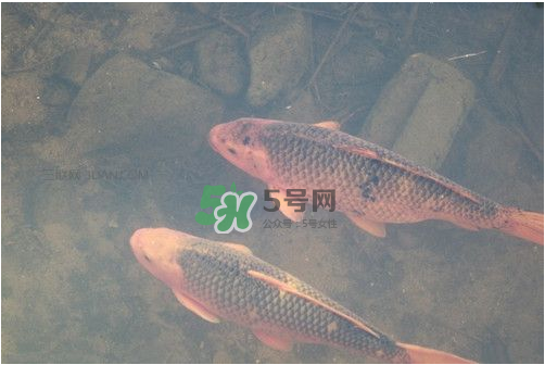 八月份釣魚用什么料好？八月份釣什么魚？