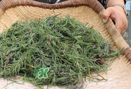 海英菜的營(yíng)養(yǎng)價(jià)值_海英菜的功效與作用及食用方法