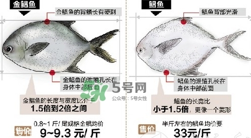 金鯧魚(yú)是海魚(yú)嗎？金鯧魚(yú)的刺多嗎？