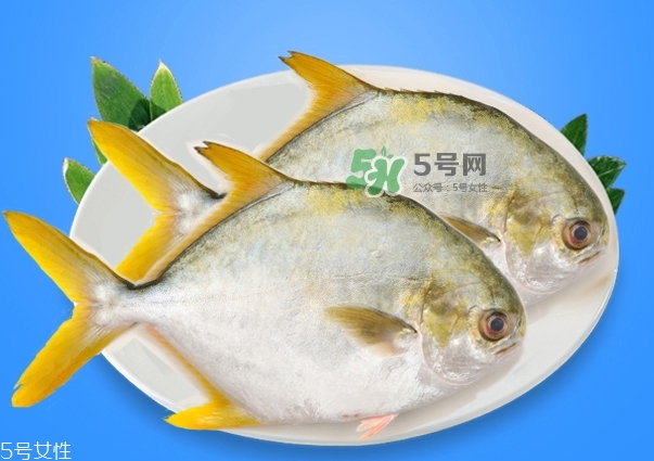 金鯧魚(yú)是海魚(yú)嗎？金鯧魚(yú)的刺多嗎？