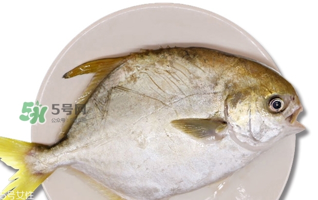 金鯧魚(yú)是海魚(yú)嗎？金鯧魚(yú)的刺多嗎？