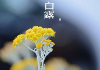 白露可以種什么菜？白露過后能種植什么蔬菜？