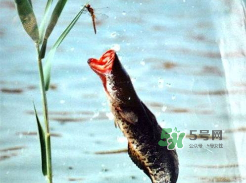 九月份可以釣黑魚嗎？9月份可以釣黑魚嗎？