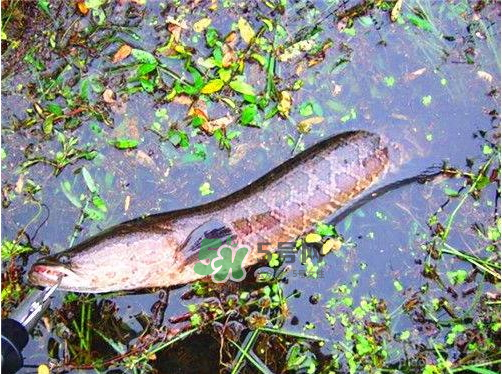 九月份可以釣黑魚嗎？9月份可以釣黑魚嗎？