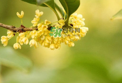 家里為什么不能種桂花？桂花為什么不能栽在家里