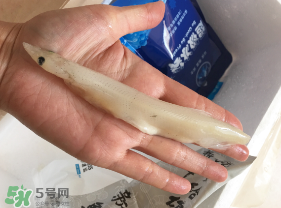 大銀魚多少錢一斤？大銀魚怎么洗？