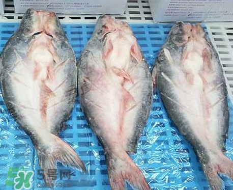 巴沙魚是什么魚？巴沙魚吃什么東西？