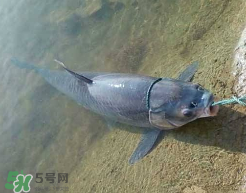 青魚怎么釣？釣青魚用什么餌料最好？