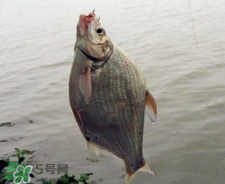 武昌魚怎么釣？釣武昌魚用什么餌料？