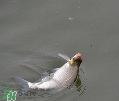 武昌魚怎么釣？釣武昌魚用什么餌料？