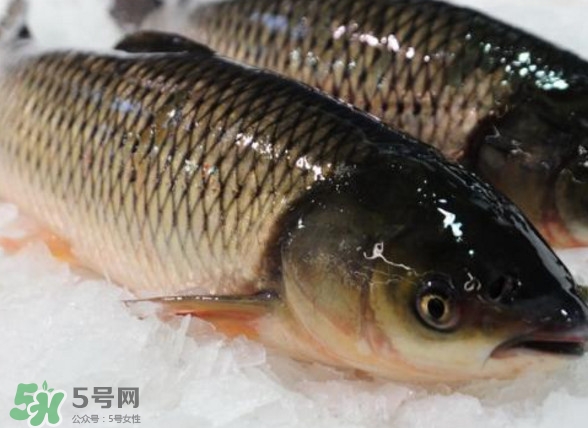 鯇魚是什么魚？鯇魚是怎樣來的