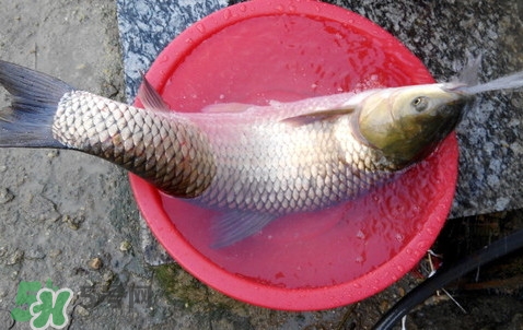 釣鯇魚用什么魚餌？鯇魚怎么做好吃