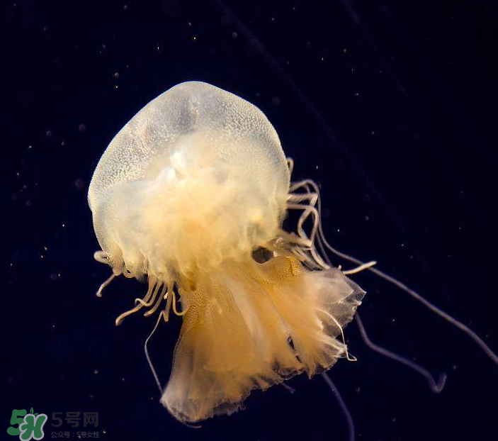 海蜇是生吃嗎？海蜇怎么吃？