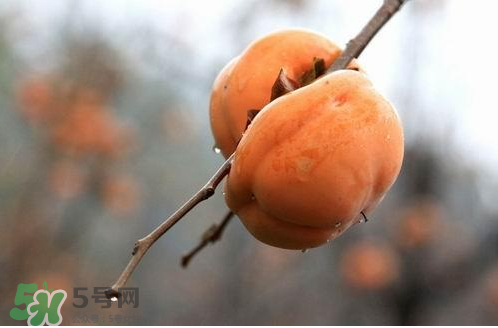 柿子葉可以泡茶喝嗎 柿子葉怎么泡茶