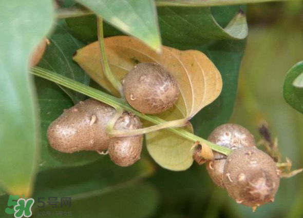 山藥豆能種植嗎？山藥豆怎么種？