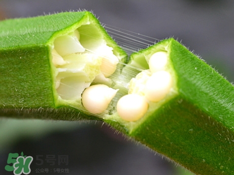 羊角豆是發物嗎_羊角豆是秋葵嗎