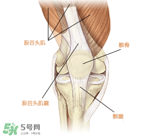 風濕可以吃螃蟹嗎？得了風濕能吃螃蟹嗎？