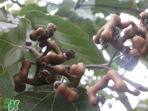 拐棗熬水喝有哪些好處？拐棗怎樣種植