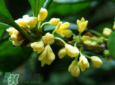 新鮮桂花怎么清洗？新鮮桂花可以冷凍嗎？