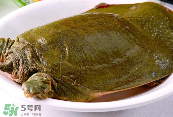 甲魚是熱性還是涼性？甲魚是淡水魚嗎