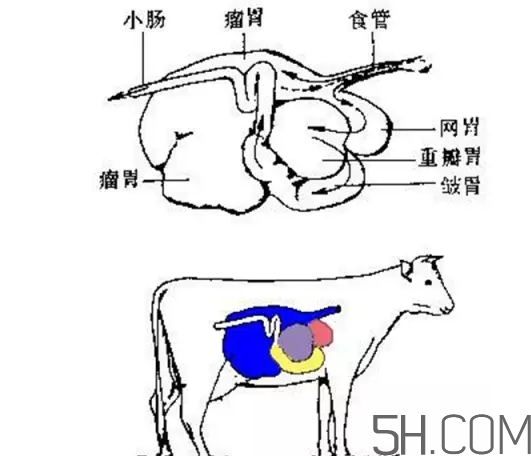 牛百葉和毛肚是一個東西嗎？牛百葉上面有層黑皮能吃嗎？